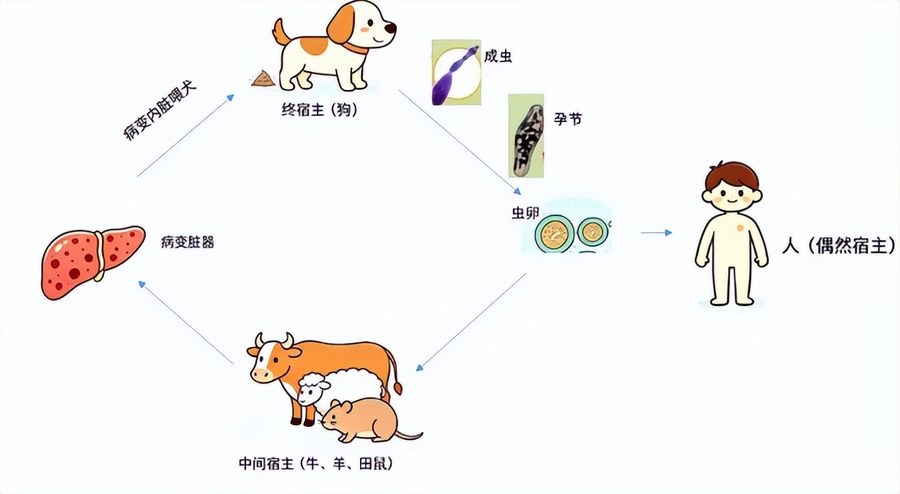 夏季旅游好时节,如果去牧区要小心预防这种病
