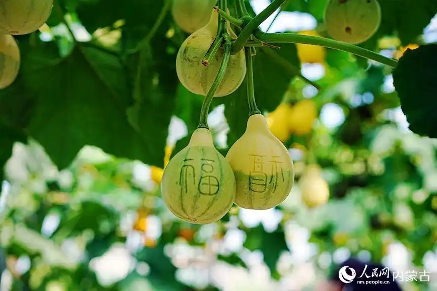 内蒙古呼伦贝尔:走进额尔古纳河畔的诗画庄园
