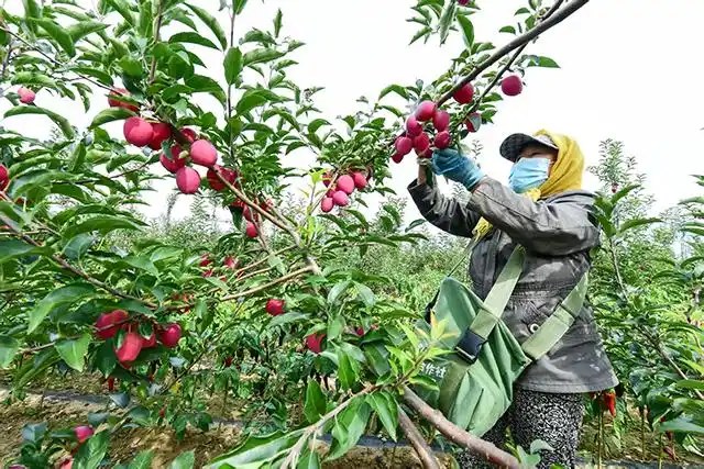 内蒙古通辽市：向沙而战向绿而行