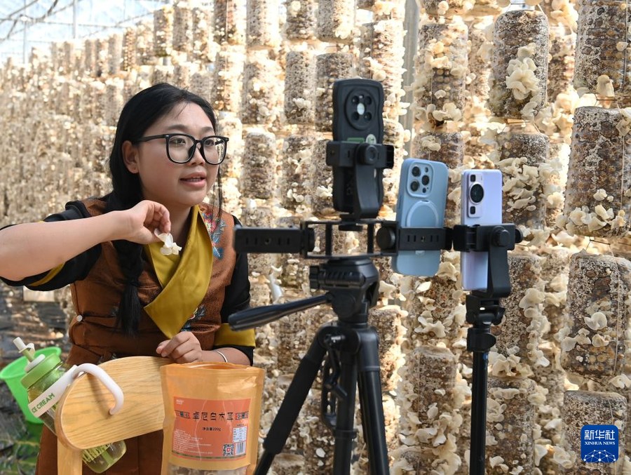 甘肃卓尼：小木耳孕育大产业