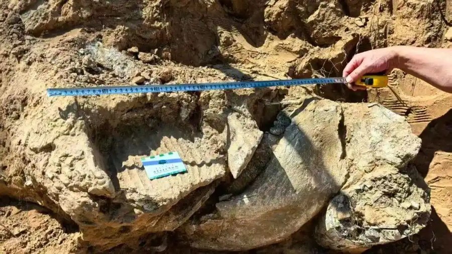 距今约20万年,内蒙古一地有重大发现