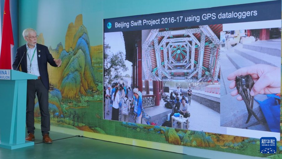 北京雨燕的三万公里——在COP17中国角读懂候鸟保护的跨国属性